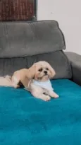 Apolo