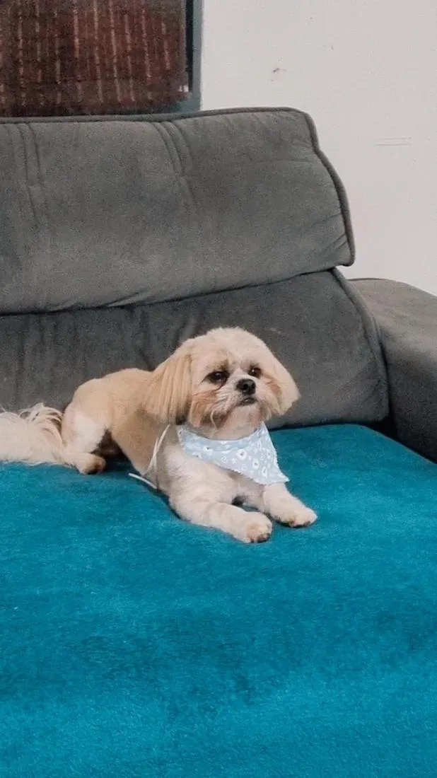 Cachorro raça Shitzu idade 2 anos nome Apolo