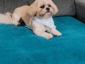 Cachorro raça Shitzu idade 2 anos nome Apolo