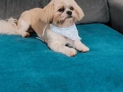 Cachorro raça Shitzu idade 2 anos nome Apolo