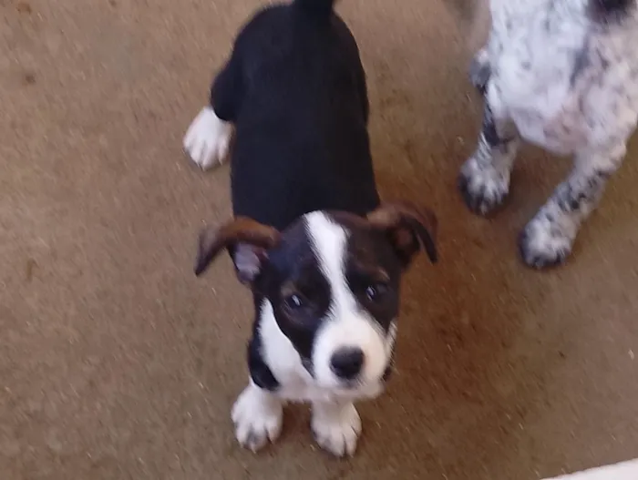 Cachorro raça SRD-ViraLata idade 2 a 6 meses nome Vênus 