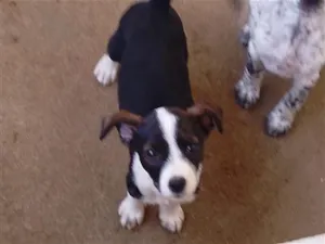 Cachorro raça SRD-ViraLata idade 2 a 6 meses nome Vênus 