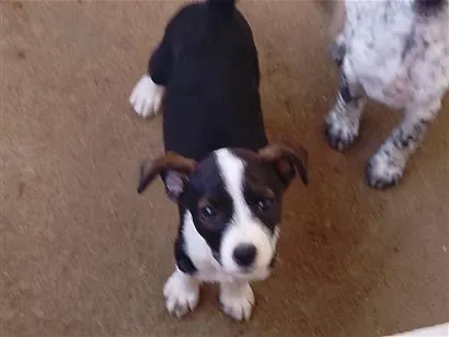Cachorro raça SRD-ViraLata idade 2 a 6 meses nome Vênus 