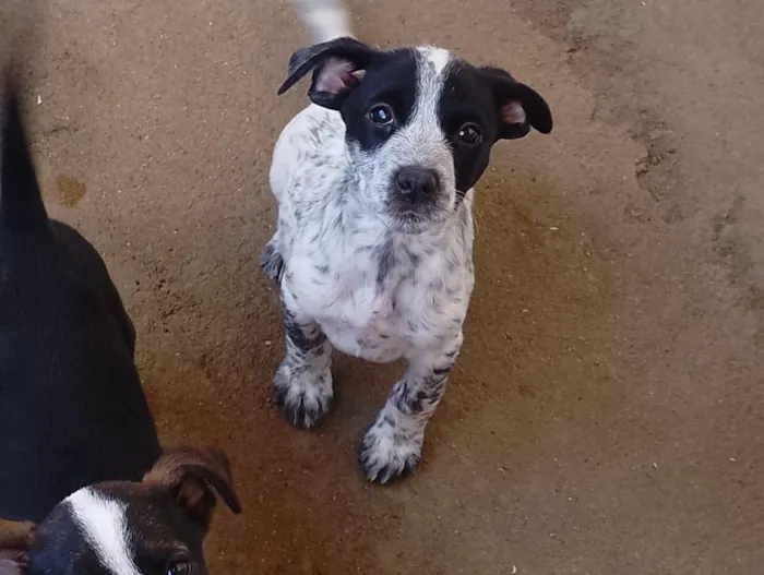 Cachorro raça SRD-ViraLata idade 2 a 6 meses nome Tetsu