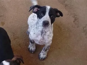 Cachorro raça SRD-ViraLata idade 2 a 6 meses nome Tetsu