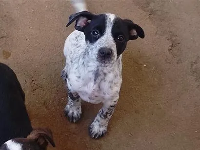 Cachorro raça SRD-ViraLata idade 2 a 6 meses nome Tetsu