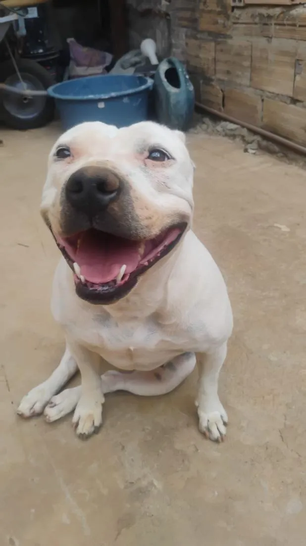 Cachorro raça Pit-Bull idade 2 anos nome Zara