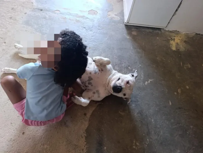 Cachorro raça Pit-Bull idade 2 anos nome Zara