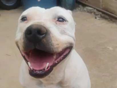 Cachorro raça Pit-Bull idade 2 anos nome Zara