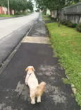 Zezé 