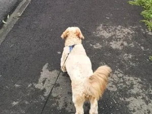 Cachorro raça Shitzu idade 1 ano nome Zezé 