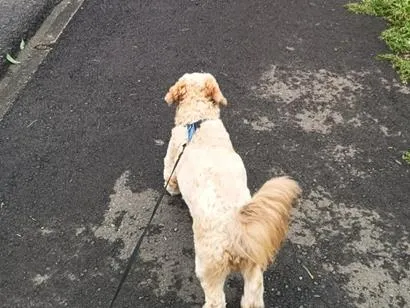 Cachorro raça Shitzu idade 1 ano nome Zezé 