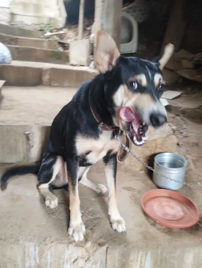 Cachorro raça SRD-ViraLata idade 1 ano nome Simon Simão 