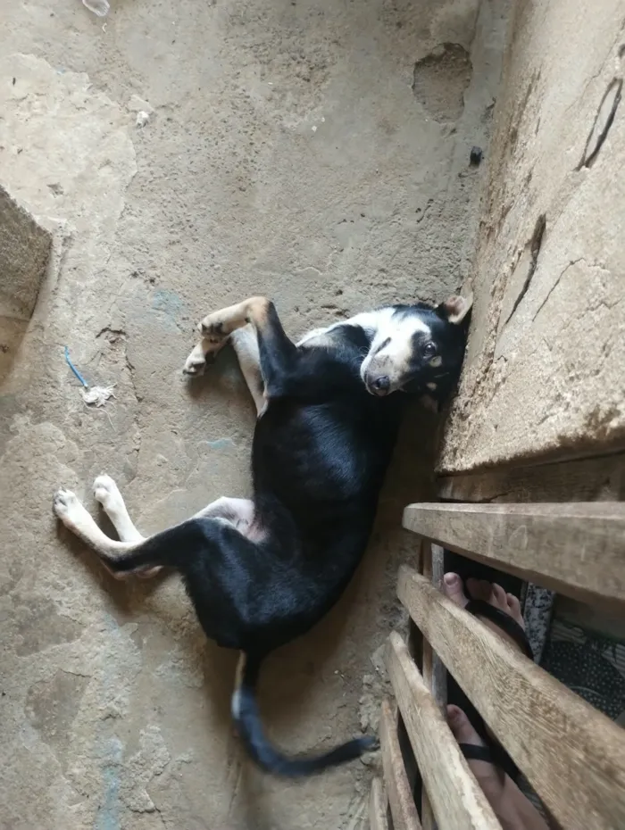 Cachorro raça SRD-ViraLata idade 1 ano nome Simon Simão 