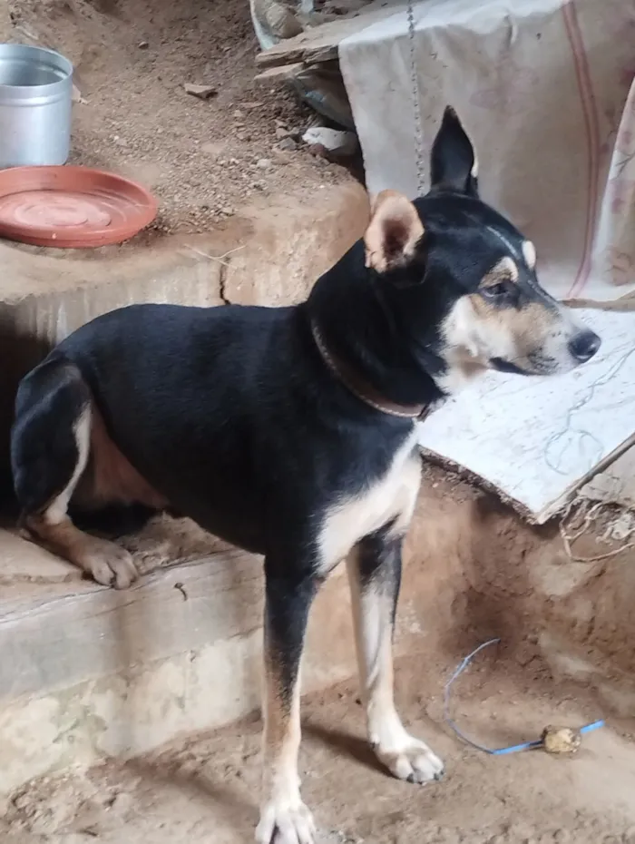 Cachorro raça SRD-ViraLata idade 1 ano nome Simon Simão 