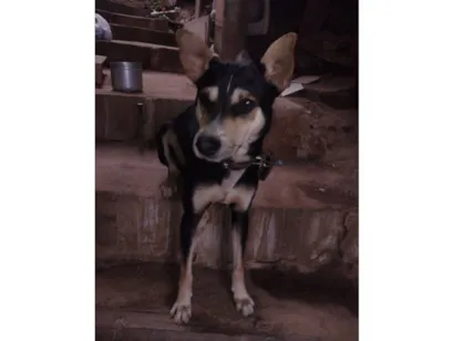 Cachorro raça SRD-ViraLata idade 1 ano nome Simon Simão 