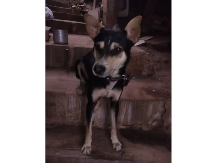 Cachorro raça SRD-ViraLata idade 1 ano nome Simon Simão 