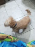 Zezé 