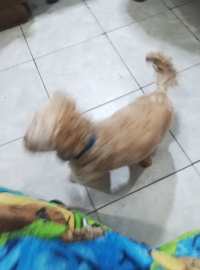 Cachorro raça Shitzu idade 1 ano nome Zezé 