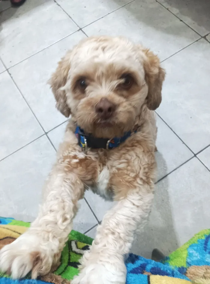 Cachorro raça Shitzu idade 1 ano nome Zezé 