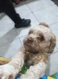 Zezé 
