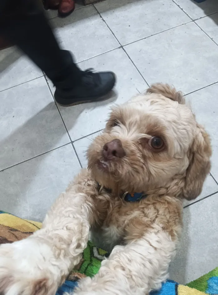 Cachorro raça Shitzu idade 1 ano nome Zezé 