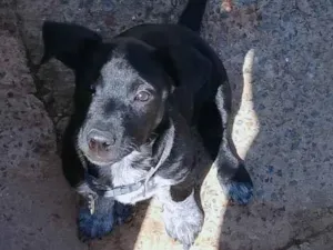 Cachorro raça SRD-ViraLata idade 2 a 6 meses nome Haduki