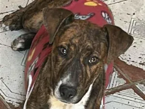 Cachorro raça SRD-ViraLata idade 2 a 6 meses nome Guina