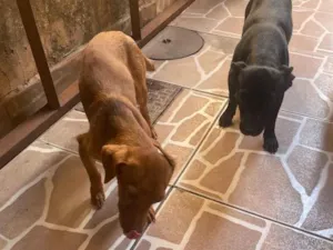Cachorro raça Pinscher idade 2 a 6 meses nome Sem nomes 