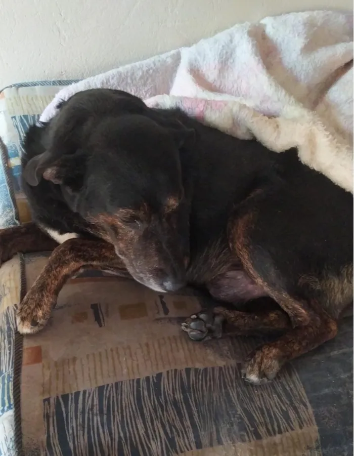 Cachorro raça SRD-ViraLata idade 6 ou mais anos nome Jack
