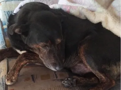 Cachorro raça SRD-ViraLata idade 6 ou mais anos nome Jack