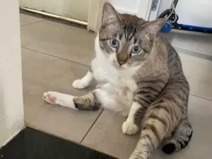 Gato raça SRD-ViraLata idade 2 anos nome Harry