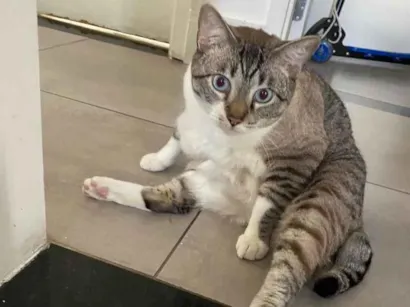 Gato raça SRD-ViraLata idade 2 anos nome Harry