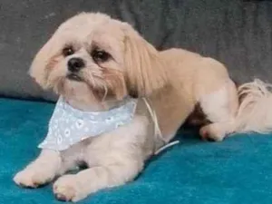 Cachorro raça Shitzu idade 2 anos nome Apolo