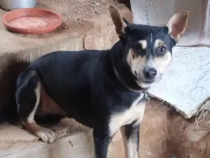 Cachorro raça SRD-ViraLata idade 1 ano nome Simon Simão 