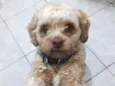 Zezé 