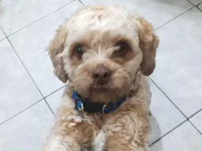 Cachorro raça Shitzu idade 1 ano nome Zezé 