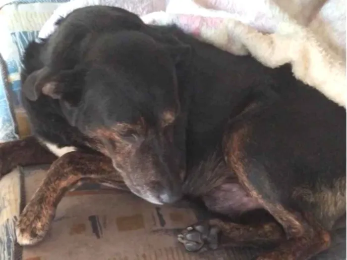Cachorro raça SRD-ViraLata idade 6 ou mais anos nome Jack