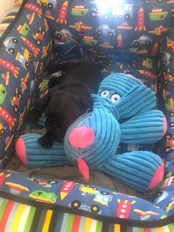 Cachorro raça Boxer idade 3 anos nome Pedro