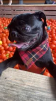 Pedro
