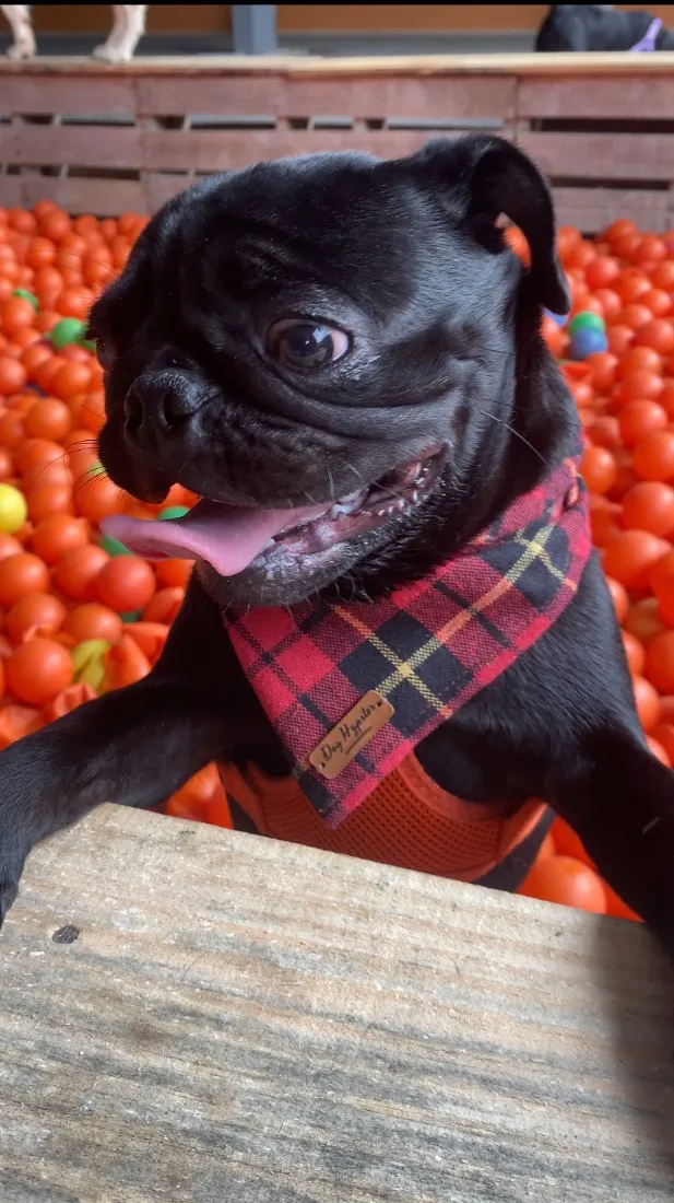 Cachorro raça Boxer idade 3 anos nome Pedro