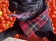 Pedro