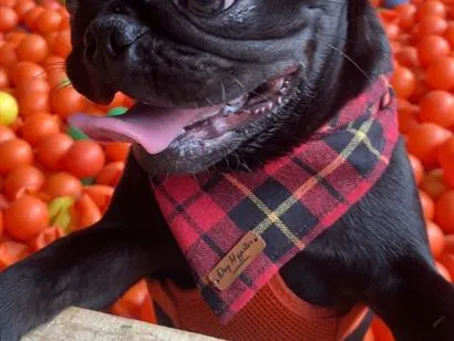 Cachorro raça Boxer idade 3 anos nome Pedro