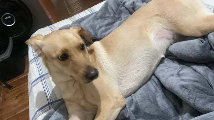 Cachorro raça SRD-ViraLata idade 4 anos nome Meg