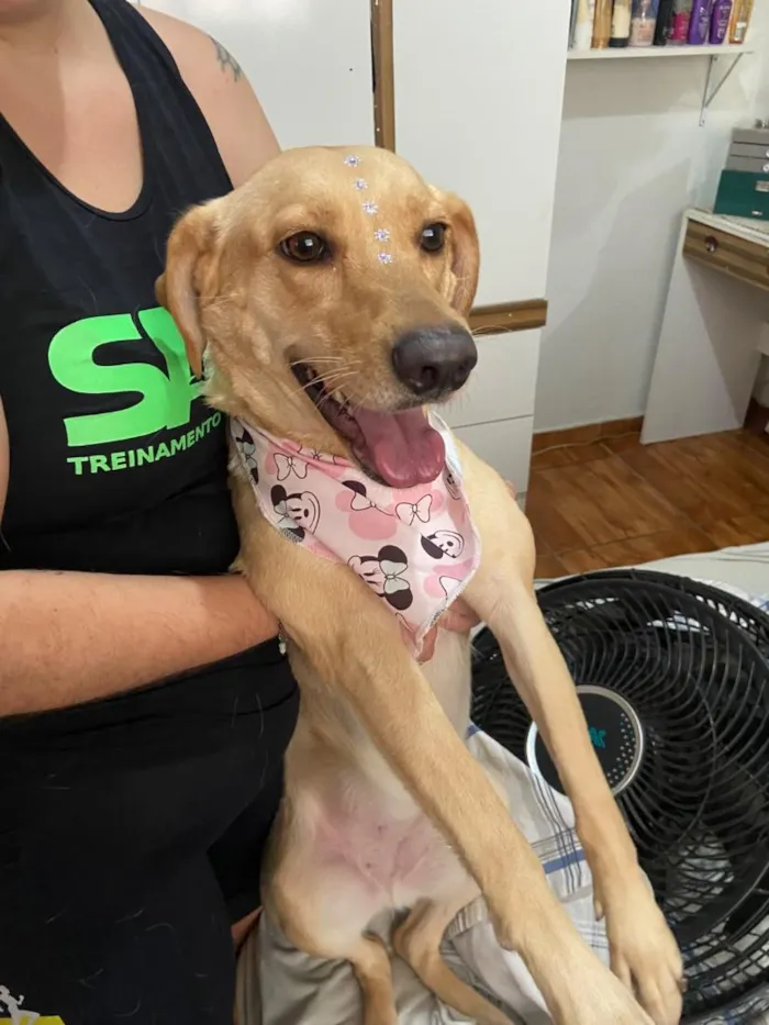 Cachorro raça SRD-ViraLata idade 4 anos nome Meg