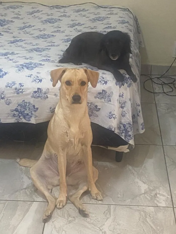 Cachorro raça SRD-ViraLata idade 4 anos nome Meg
