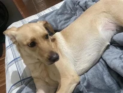 Cachorro raça SRD-ViraLata idade 4 anos nome Meg