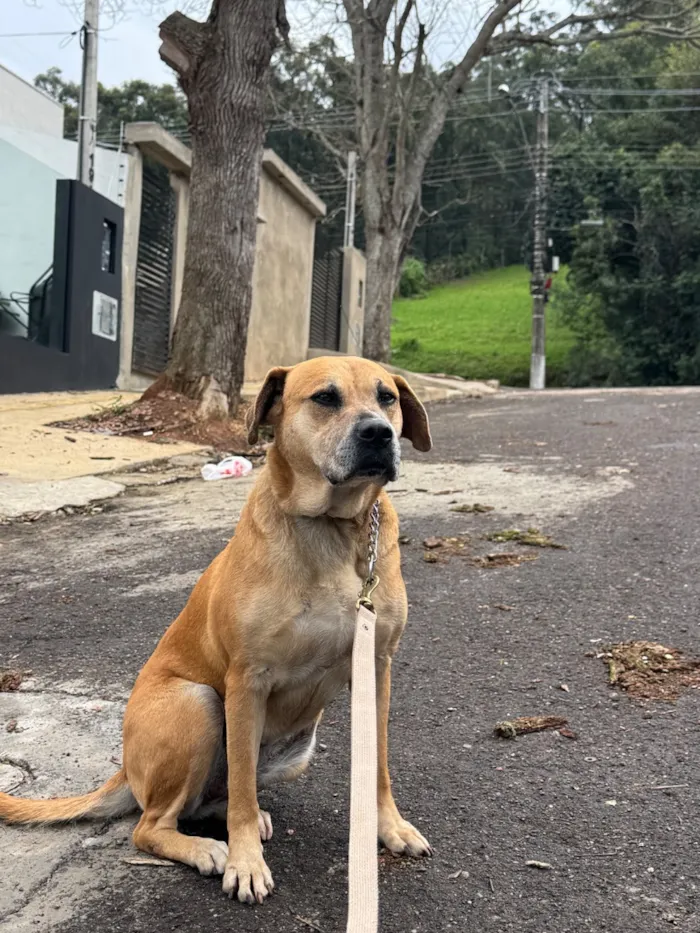 Cachorro raça SRD-ViraLata idade 6 ou mais anos nome Luna e Lana 