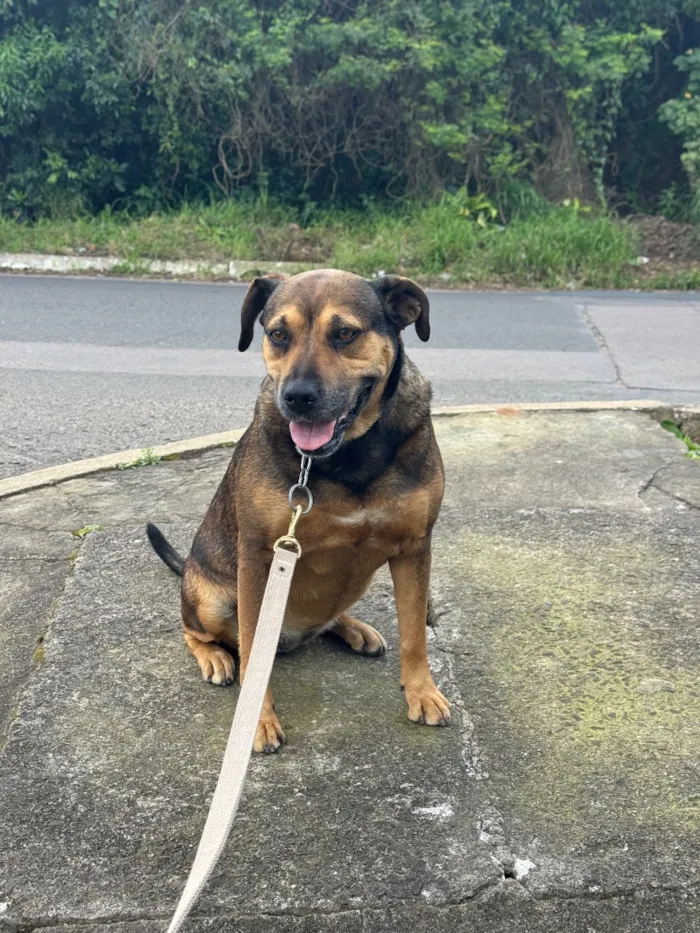 Cachorro raça SRD-ViraLata idade 6 ou mais anos nome Luna e Lana 