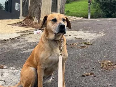Cachorro raça SRD-ViraLata idade 6 ou mais anos nome Luna e Lana 